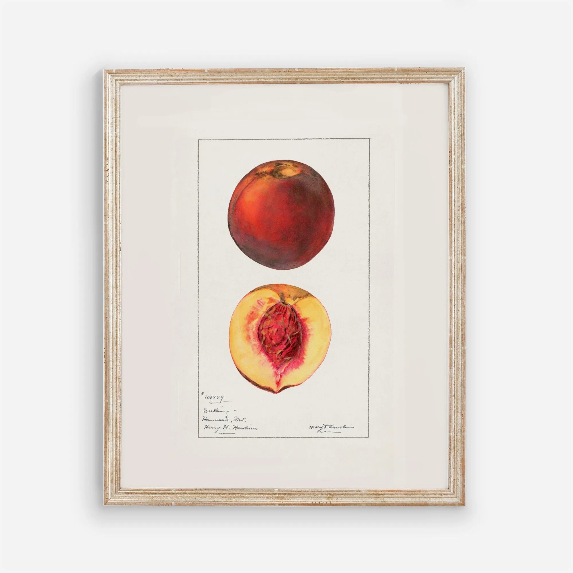 Peaches Vintage Art